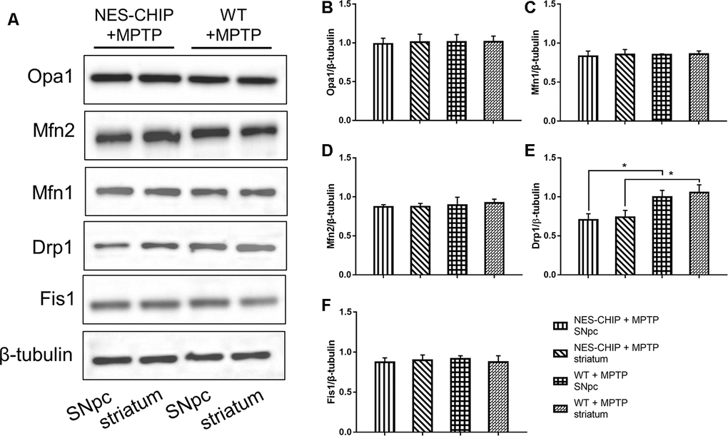 In MPTP-treated NES-CHIP mice and the littermates wild-type mice, proteins in SNpc and striatum were detected by Western blot. (A) Under the action of MPTP, the level of Drp1 increased significantly in wildtype mice than that in NES-CHIP littermates. (B–F) Quantitative analysis of the blots. *P