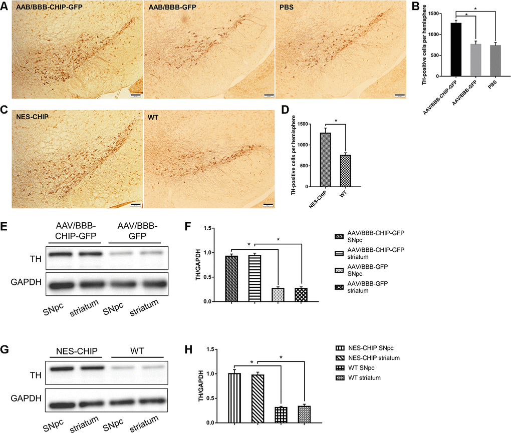 Immunohistochemistry of TH-positive cells and determine of TH protein. (A–D) Representative images of dopaminergic neurons stained for tyrosine hydroxylase (TH) in midbrain sections of different groups of mice. MPTP caused a significant decrease of TH-positive cells, while CHIP overexpression rescued the cell loss. (E–H) TH protein levels in SNpc and striatum of overexpression groups were significantly higher than those in control groups. *P