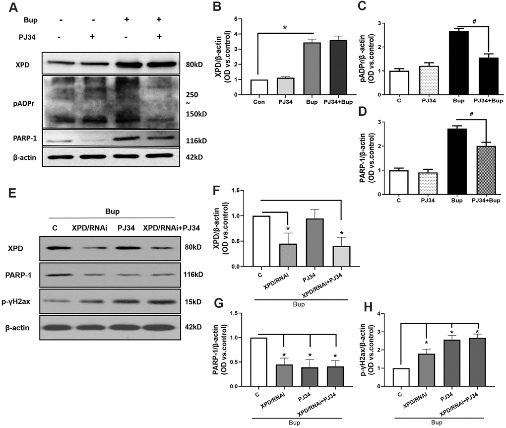 PARP-1 via XPD-mediated interaction contributed to the repairing of bupivacaine-induced neuron oxidative DNA damage. The protein expression of XPD and PARP-1 was examined in the presence or absence of PJ34(PARP-1 inhibition). Compared with the bupivacaine treatment alone group (Bup), the protein expression of pADPr (which represents the activation of PARP-1) was suppressed in cells treated with both PJ34 and Bup (PJ34+Bup group). After bupivacaine treatment, the expression of PARP-1 and XPD increased significantly. PJ34 can significantly reduce the expression and activity of PARP-1 caused by bupivacaine (A, C, D), but does not significantly inhibit the expression of XPD (A, B). Furthermore, the XPD-GV211-RNAi lentivirus was used to suppress the expression of XPD, while GV211-NC served as the control lentivirus group. PJ34 was used as the specific inhibitor of PARP-1. The expression of XPD was not affected after inhibition of PARP-1(E, F). However, after inhibiting the expression of XPD, PARP-1 expression was significantly reduced (E, G). Inhibition of either XPD or PARP-1 alone could increase the expression of the DNA damage index p-γ-H2AX induced by bupivacaine. However, concomitant inhibition of both XPD and PARP-1 did not further increase DNA damage (E, H). Data are the mean ± SD of three independent experiments performed in triplicate (*P #P