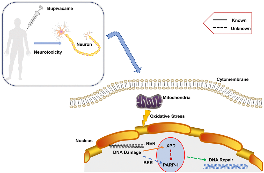 Proposed mechanism. Bupivacaine may cause oxidative DNA damage to neurons. The damaged DNA activates the largely unknown repair mechanism. Herein, our study showed that both PARP-1 and XPD closely participate in the oxidative DNA damage of neurons caused by bupivacaine. Interestingly, we also found that there is an interaction between the two key repair enzymes instead of completing DNA repair alone. Further, our data suggest that PARP-1 may repair oxidative DNA damage through XPD-mediated interactions.