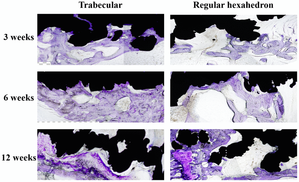 The longitudinal comparison of the bone in-growth in different spatial structures screws (local feature). The black area is the screw and the dyed area (purple) is the bone in-growth tissue. The distribution area and density of chondrocytes in the pore of the screw increased in both trabecular and regular hexahedron structure groups at the three follow-up time points (3, 6, 12 weeks).