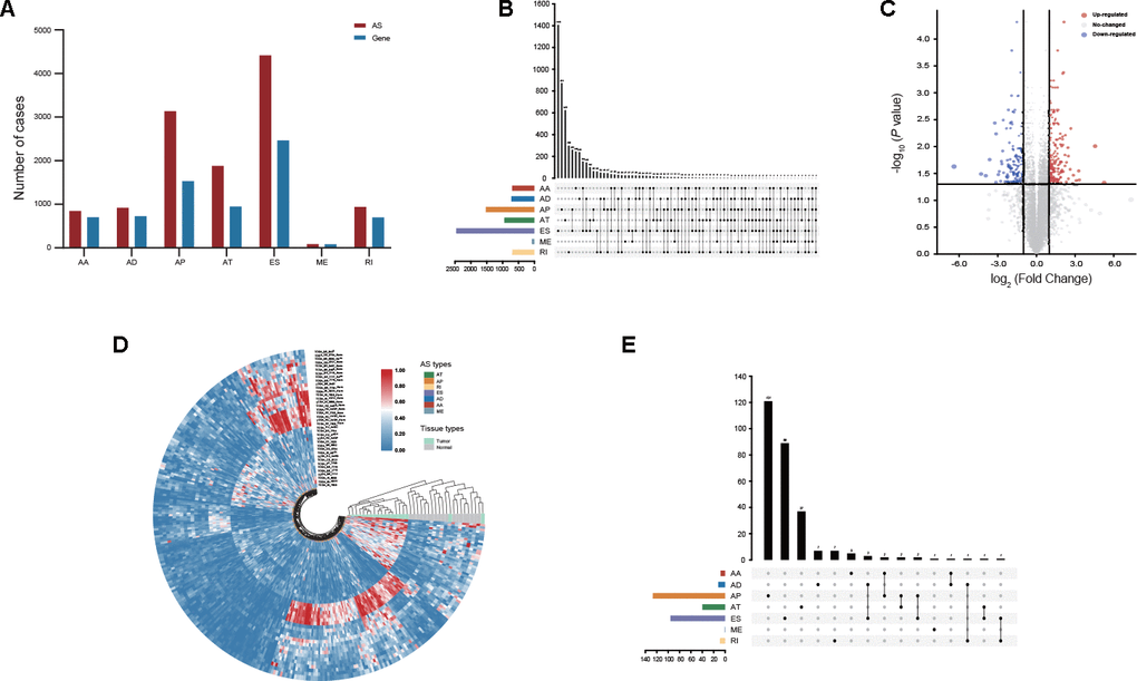 Profiling of AS events identified in GC. (A) The number of AS events and their parental genes derived from GC patients was counted based on the AS types. (B) Interactive analysis of seven types of AS events derived from GC patients is shown in an UpSet plot. (C) DEAS events between GC and adjacent normal tissues were visualized in a volcano plot. (D) Distinct DEAS events between GC and adjacent normal tissues were clustered and visualized in sector plots. (E) Interactive analysis of DEAS events between GC and adjacent normal tissues is shown in an UpSet plot.