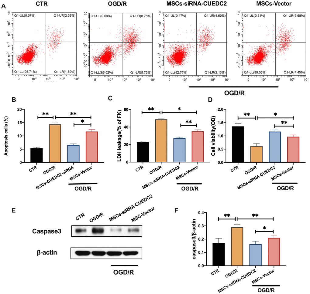 CUEDC2 knockdown in MSCs enhances the inhibitory effect on OGD/R-induced apoptotic cell death in co-cultured neurons. (A, B) Apoptotic cell death in co-cultured neurons after treatment with different MSCs as detected by flow cytometry with Annexin V/PI staining. (C) Apoptotic cell death in co-cultured neurons after treatment with different MSCs as analyzed by LDH-leakage assay. (D) Viability of co-cultured neurons after treatment with different MSCs as evaluated by MTT assay. (E, F) Caspase-3 protein expression in co-cultured neurons after treatment with different MSCs as assayed by western blotting. CTR: control; MSCs: mesenchymal stem cells; CUEDC2: CUE domain-containing 2; OGD/R: oxygen-glucose deprivation (4 hours) and reperfusion (24 hours); MSCs- siRNA-CUEDC2: small interfering RNA silencing CUEDC2 in MSCs; MSCs-vector: the vector of MSCs. All data are presented as the mean value ± SD. *p