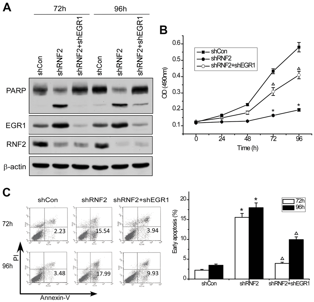 Knocking down EGR1 partially reversed the inhibition of cell proliferation and the increase in apoptosis in RNF2-knockdown cells. (A) Western blot showing the knockdown efficiency of RNF2 and EGR1 and the cleavage of PARP in RNF2/EGR1 double-knockdown, RNF2-knockdown and control HCT116 cells. (B) MTT assay showing the proliferation of RNF2/EGR1 double-knockdown, RNF2-knockdown and control HCT116 cells. (C) Apoptosis analysis of RNF2/EGR1 double-knockdown, RNF2-knockdown and control HCT116 cells. Three independent experiments were performed and analyzed for B and C. Data represent the mean ± standard deviation. *p