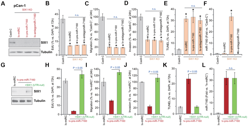 Altering miR-7160 expression is ineffective on the function of SIX1 KO NSCLC cells. The pCan-1 NSCLC cells with the CRISPR/Cas9-SIX1-KO-GFP construct (SIX1 KO cells) were further infected with pre-miR-7160-expression lentivirus (lv-pre-miR-7160), pre-miR-7160 anti-sense lentivirus (lv-antagomiR-7160) or the control non-sense miRNA lentivirus (lv-miRC), control cells were transduced with CRISPR/Cas9 empty construct (Cas9-C), stable cells were established; Expression of listed proteins was tested by Western blotting assays (A); Cells were further cultured for applied time periods, cellular functions, including cell proliferation (nuclear EdU ratio, B), migration and invasion (“Transwell” assays, C, D), as well as cell apoptosis (nuclear TUNEL staining, E), were tested, with results quantified; Expression of miR-7160 was tested by qPCR (F). The pCan-1 cells bearing the pre-miR-7160-expression lentiviral construct (“lv-pre-miR-7160”) were transfected with or without a lentiviral 3’-UTR-null SIX1 expression construct: +SIX1 (UTR-null); Control cells were transfected with the control non-sense miRNA lentivirus (lv-miRC); Expression of listed proteins was tested by Western blotting (G); Cells were further cultured for applied time periods, cell proliferation (H), migration and invasion (I, J), as well as cell apoptosis (K) were tested, with results quantified; Expression of miR-7160 was tested by qPCR (L). Data were presented as mean ± SD (n=5), and results normalized. *PB–F). n.s. stands for no statistic difference (B–E, L). Experiments in this figure were repeated five times with similar results obtained.