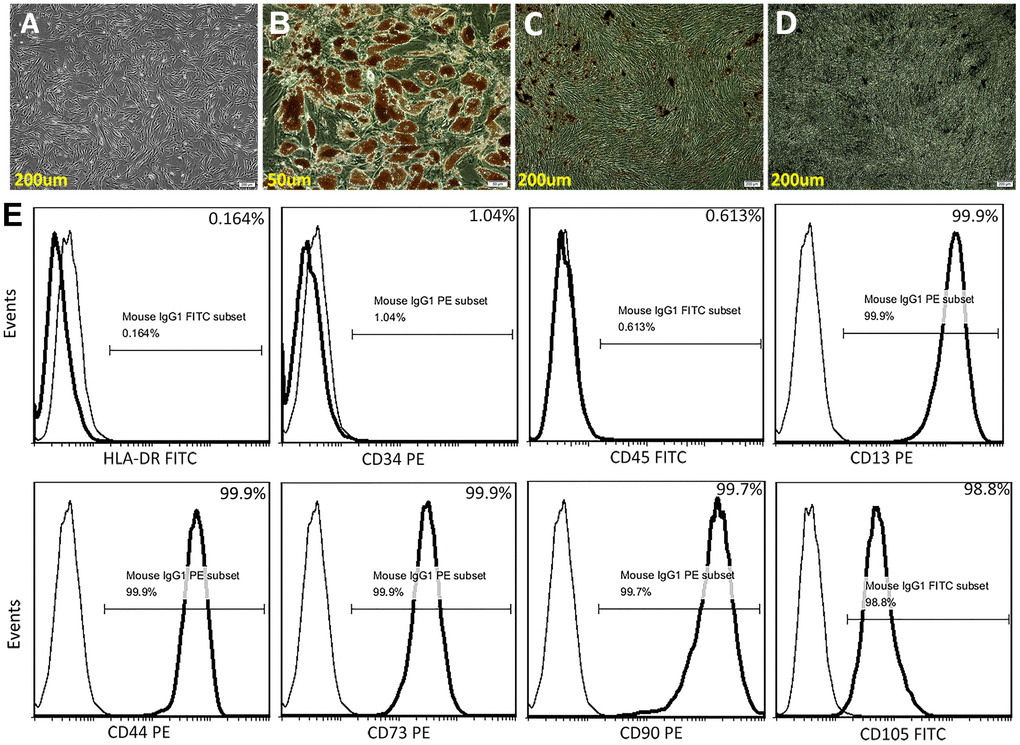 Characterization of ADSCs. (A) Microscopic image showing spindle-shaped, third-passage ADSCs. (B) Oil red O staining for adipocytes. (C) Alizarin Red S staining for osteocytes. (D) Von Kossa staining for osteocytes. (E) Human ADSC characterization using flow cytometry. Isolated ADSCs showed high expression of CD13, CD44, CD73, CD90, and CD105 (positive) and very low expression of HLA-DR, CD34, and CD45 (negative).