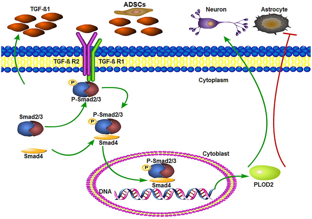 ADSCs promote functional recovery after spinal cord injury by activating the TGF-β1/Smad3/PLOD2 signaling pathway. The TGF-β1 complex phosphorylates Smad2/3, which bind to Smad4 and translocate to the nucleus to promote the expression of PLOD2. PLOD2 upregulation creates a favorable environment for neuronal survival and axonal regeneration, limiting also glial scar formation.