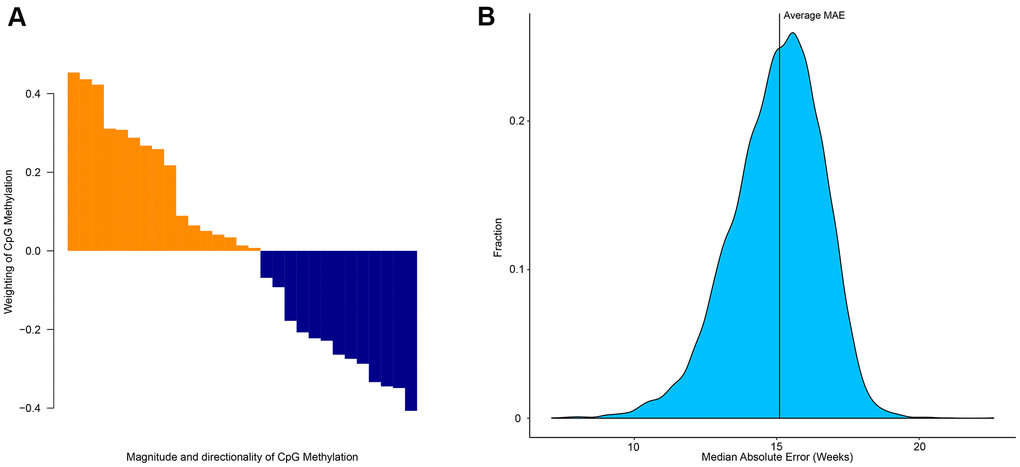 Importance of specific CpG sites in estimating the age of zebrafish. (A) Weighting and directionality of each of the 29 CpG age associated sites. (B) Distribution of the performance of 10,000 age-estimation models in the form of median absolute error (weeks).