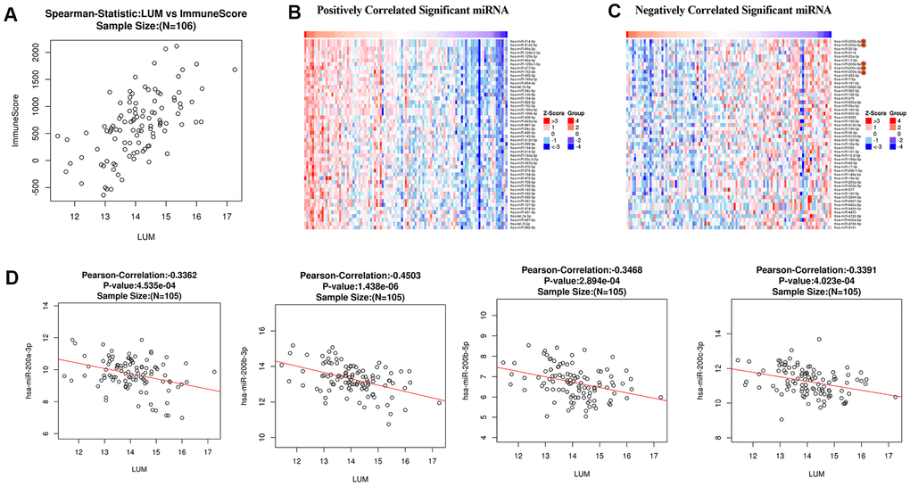 Analysis of LUM in COAD. (A) Analysis of the correlation between LUM and immunity (ImmuneScore = 0.6042, P B) positively and (C) negatively related to LUM (TOP50). (D) Scatter diagram of the relationship between LUM and the miR200 Family.