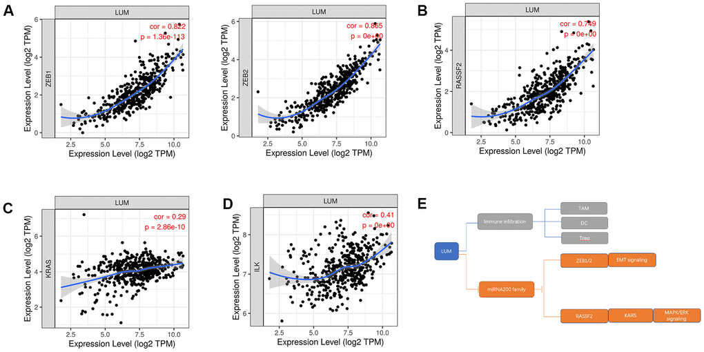 The relationship between LUM and downstream genes of the miR200 family in COAD. Scatter diagrams of the relationship between LUM and (A) ZEB1, ZEB2; (B) PASSF2; (C) KRAS; (D) ILK. (E) Pattern diagram of targeting the miR200 family and its downstream pathways for LUM.