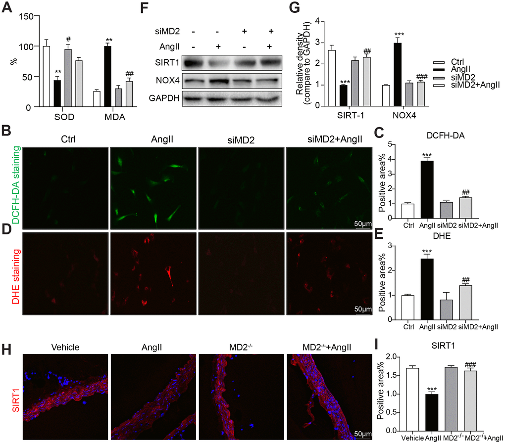 MD2 knockdown alleviated Ang II-induced ROS by activation of SIRT-1. (A) VSMCs were transfected with siRNA against MD2 for 6 h and then incubated with Ang II for 4 h (panel A–E) and 24 h (panel F–G). (A) Levels of superoxide dismutase (SOD) and malondialdehyde (MDA) in VSMCs (n = 3; **pC–E) Superoxide production was measured by DCFH-DA (green) and DHE (red) (scale bar = 50 μm) (n = 3; ***pF, G) Expressions of SIRT-1and NOX4 in the cultural medium were detected by western blot (n = 3; ***pH) Representative immunofluorescence staining images for SIRT-1 (red) in mouse aortas (scale bar = 50 μm). (I) Quantification for staining results in panel I (n = 10; ***p