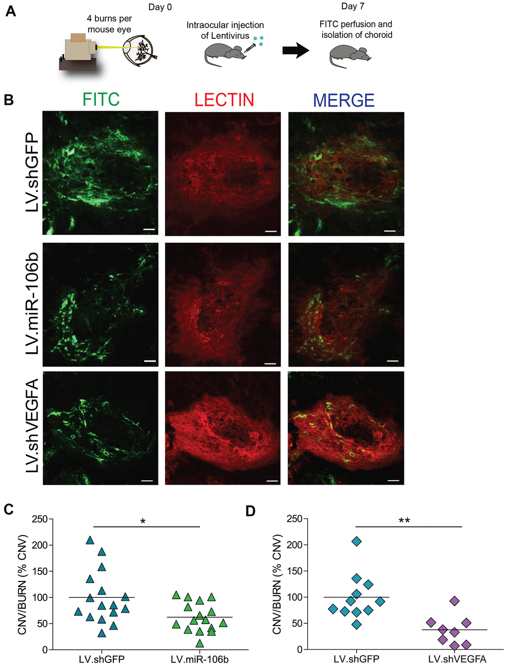 miR-106b decreases choroidal neovascularization in a CNV mouse model. (A) Schematic of intraocular injection of LV.miR-106b or LV.shVEGFA in laser burn mouse model. (B) Burn in red (lectin), CNV in green (FITC) and merge with LV.miR-106b or LV.shVEGFA compared with LV.shGFP. (C) CNV/Burns ratios quantification after LV.miR-106b treatment (n=16 burns/4 mice) and (D) CNV/Burns ratios quantification after LV.shVEGFA treatment (n=12 burns/3 mice). Scale bar = 50μm. Data are expressed as mean ± S.E.M. Unpaired Two-tailed Student’s t-test were used *P 