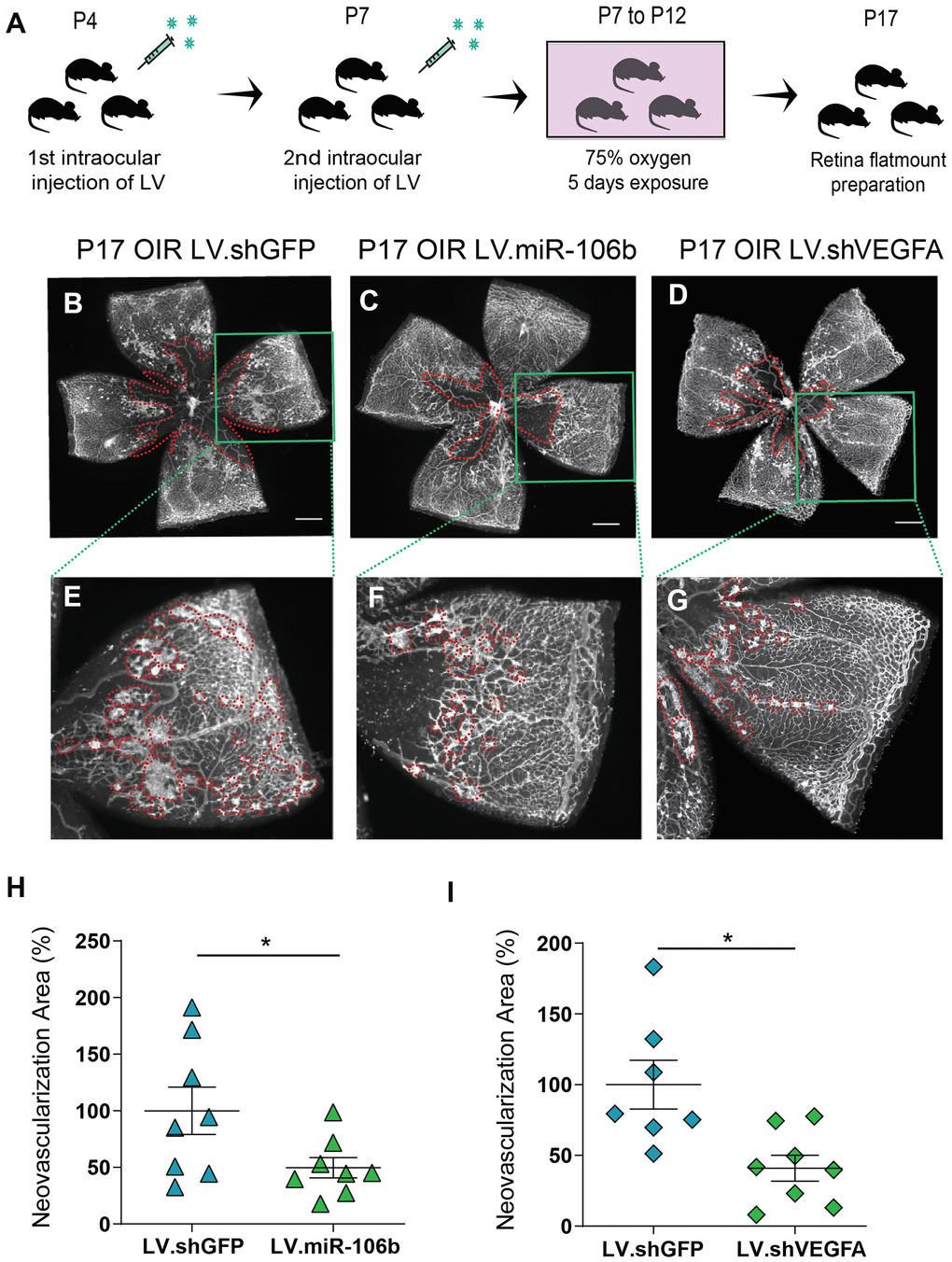 miR-106b decreases retinal neovascularization in the OIR mouse model. (A) Schematic of intraocular injection of LV.miR-106b or LV.shVEGFA in the OIR mouse model. P17 retinas were flatmounted after exposure to 75% O2, having received intraocular injection of LV.shGFP (B), LV.miR-106b (C), or LV.shVEGFA (D) and magnified (E–G). Neovascular area quantification (H) after LV.miR-106b injection (n=8), and (I) LV.shVEGFA injection (n=8). Scale bars, 500 μm (B–D) and 200 μm (E–G). Data are expressed as mean ± S.E.M. Unpaired Two-tailed Student’s t-tests were used. *P 