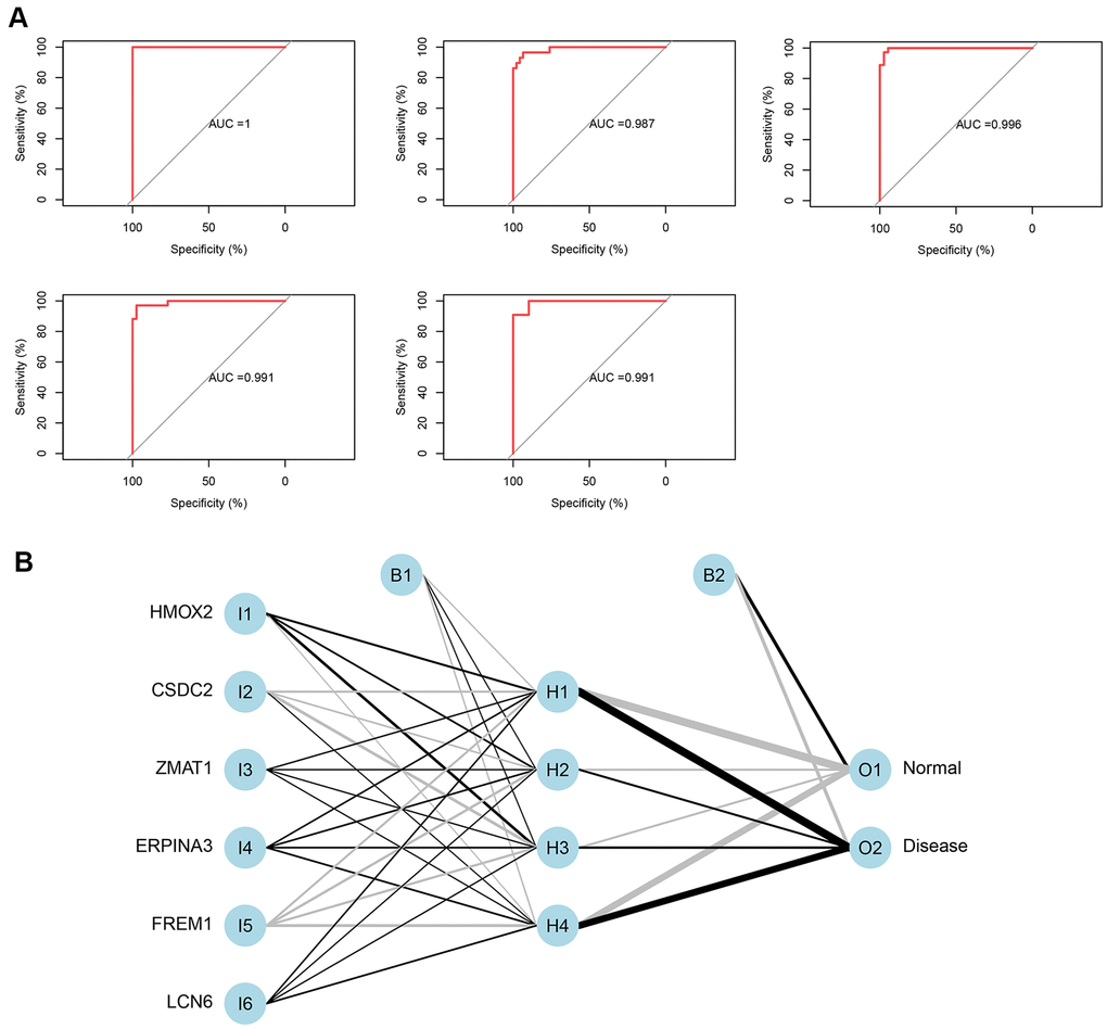 (A) Verification of the ROC curve results by the five-time cross-validation model. (B) Results of neural network visualization.