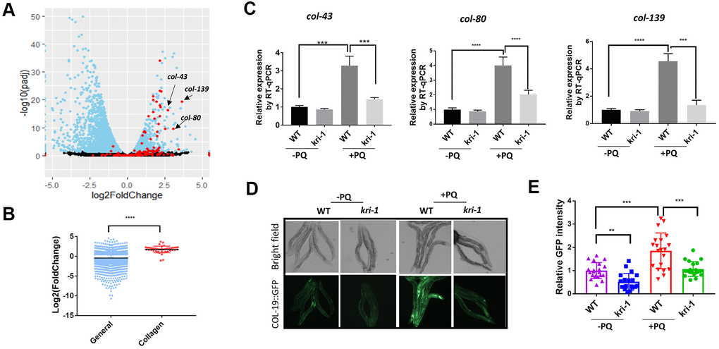 Paraquat increases collagen gene transcription in a KRI-1 dependent manner. (A) A Volcano Plot showing collagen transcripts were preferentially upregulated after paraquat treatment in C. elegans. Dataset GSE123531 was downloaded from NCBI and analyzed by Rstudio. Black indicates transcripts without significantly changed, blue significantly changed and red indicates collagen transcripts. Arrows point to top-ranked transcripts selected for further study. (B) Comparison of the average of log2 fold change of collagen genes versus that of all genes (General) significantly changed by paraquat. Error bars indicate the standard deviation. P values were obtained by two tailed, unpaired student’s t-test (****PC) Collagen genes were upregulated by paraquat in a KRI-1-dependent manner. Wild-type (WT) and kri-1(ok1251) mutant C. elegans were treated with 75 μM paraquat (PQ) from L1 to day-1 of adulthood and total RNA was prepared for RT-qPCR analysis. Shown are the relative expression of col-43, col-80 and col-139 normalized to non-treated WT control. Error bars indicate the standard deviation of 3 experiments. P values were obtained by two tailed, paired student’s t-test (***PD) COL-19::GFP was increased by paraquat in a KRI-1-dependent manner. Wild-type (WT) and kri-1(ok1251) mutant C. elegans expressing COL-19::GFP fusion proteins were treated with 75 μM paraquat (PQ) from L1 to day-1 of adulthood. Animals were imaged with fluorescence microscope. Shown are representative images from 2 experiments. (E) Quantification of GFP intensity in individual worms. 20 worms were selected from 2 independent experiments and quantified through ImageJ software. Data were normalized to the average of WT non-treated control. Error bars indicates the standard deviation of 20 worms. P values were obtained by two tailed, unpaired student’s t-test (**P
