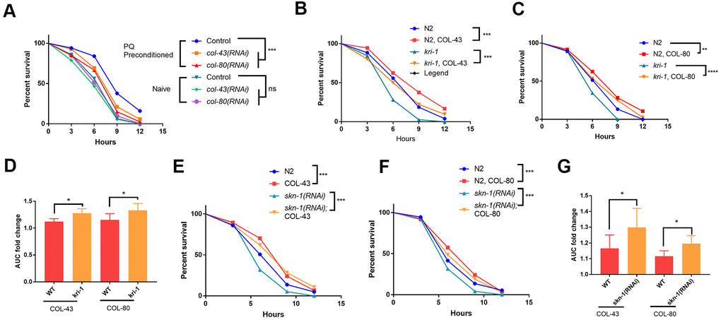 Collagen up-regulation by SKN-1 is required for protection from paraquat toxicity. (A) Low paraquat (PQ) preconditioning increased the tolerance to high PQ toxicity in a collagen-dependent manner. WT C. elegans were fed control RNAi, col-43 or col-80 RNAi bacteria on agar plate containing 75 μM paraquat (PQ) from L1 to day-1 of adulthood. Animals (n>100 each for 3 experiments) were transferred to agar plate containing 200 mM paraquat and examined every 3 hours for 12 hours. Survival data were statistically analyzed by log-rank test (ns, not significant, ****PB, C) Collagen COL-43 and COL-80 overexpression increased the tolerance to paraquat toxicity in both WT and kri-1 mutant worms. Young adult worms (n>100 each for 3 experiments) expressing collagen COL-43 and COL-80 were subjected to paraquat toxicity assay as shown in (A). Survival data were statistically analyzed by log-rank test (***PD) Collagen COL-43 and COL-80 overexpression preferentially increased the tolerance to paraquat toxicity in kri-1 mutant worms. Area under the curve (AUC) in (B) and (C) was shown for 3 biological replicates and the fold changes were statistically analyzed by using paired student’s t-test (*PE, F) Collagen COL-43 and COL-80 overexpression increased the tolerance to paraquat toxicity in both WT and skn-1(RNAi) worms. WT worms (n>100 each for 3 experiments) expressing collagen COL-43 or COL-80 were fed skn-1 RNAi bacteria from L1 stage to young adult stage and subjected to paraquat toxicity assay as shown in (A). Survival data were statistically analyzed by log-rank test (***PG) Collagen COL-43 and COL-80 overexpression increased the tolerance to paraquat toxicity preferentially in skn-1(RNAi) worms. Area under the curve (AUC) in (E) and (F) was shown for 3 biological replicates and the fold changes were statistically analyzed by using paired student’s t-test (*P