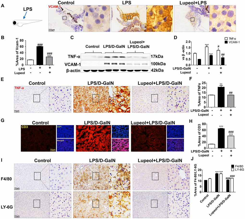 Lupeol restrains LPS/GalN-induced liver inflammation. (A) Immunohistochemistry staining of VCAM-1 in zebrafish, n=20, figures are magnified as 400x, bar=200μm. (B) Quantitative analysis of VCAM-1, data are represented as mean ± SEM. (C) Expression of TNF-α and VCAM-1 in mice. (D) Quantitative analysis of TNF-α and VCAM-1 protein. (E, F) Immunohistochemistry analysis for TNF-α location and expression in mice. (G, H) Immunofluorescence analysis for CD3 expression in mice. (I, J) Immunohistochemistry staining of F4/80 and LY-6G in mice and quantification of F4/80 and LY-6G expression. Data are shown as the mean ± SEM, n=3-4 group, *P