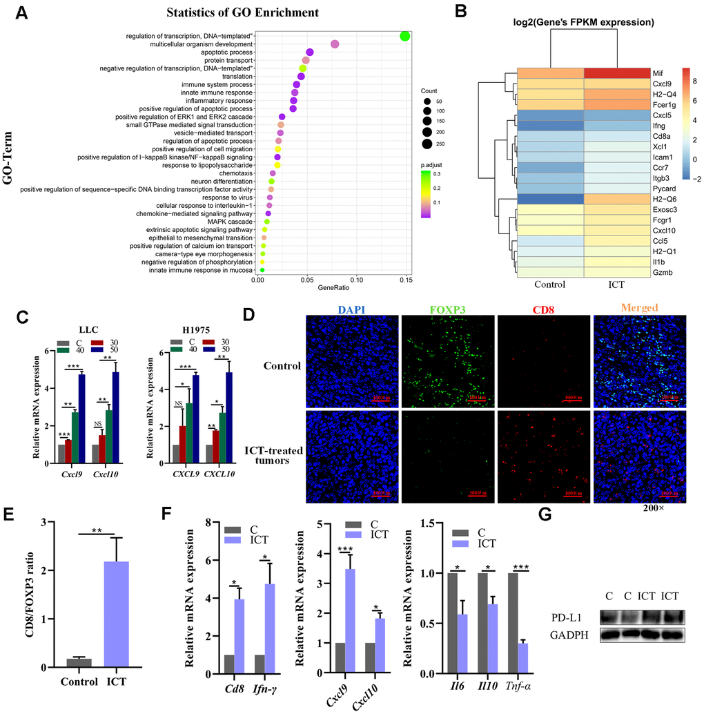 Analysis of increased CD8+ T cell infiltration in ICT-treated tumors. (A) GO enrichment analysis of differential genes between ICT-treated tumors and control group by ggplot2. The color represents the different adjusted P-values B) The heatmap of the expression of different genes in different samples, where the abscissa is the sample and the ordinate are the gene. The different colors indicate different gene expression levels, and the color from blue to white to red indicates the expression level from low to high. (C) CXCL9 and CXCL10 mRNA expression in the mouse LLC and the human H1975 lung cancer lines were determined 24 h after treatment with ICT and the expression level increased at a dose-dependent manner. (D) Representative immunofluorescence staining images of CD8+ T cells and FoxP3+ regulatory T-cells infiltration in ICT-treated tumor and control group tissue sections. CD8+ T cells were stained red (CD8), FoxP3+ regulatory T-cells were stained green (FOXP3) and nuclei stained blue (DAPI). (E) Quantitative analysis of the ratio of CD8/FOXP3 in the figure (D). (F) T cell marker factors (CD8 and IFN-γ), chemokines (CXCL9 and CXCL10), and inflammatory factors (IL6, IL10 and TNF-α) mRNA expression were determined in ICT-treated tumor tissues by RT-PCR. *P P P P G) Protein expression of PD-L1 was determined in control (C) and ICT-treated tumor tissues by immunoblotting.