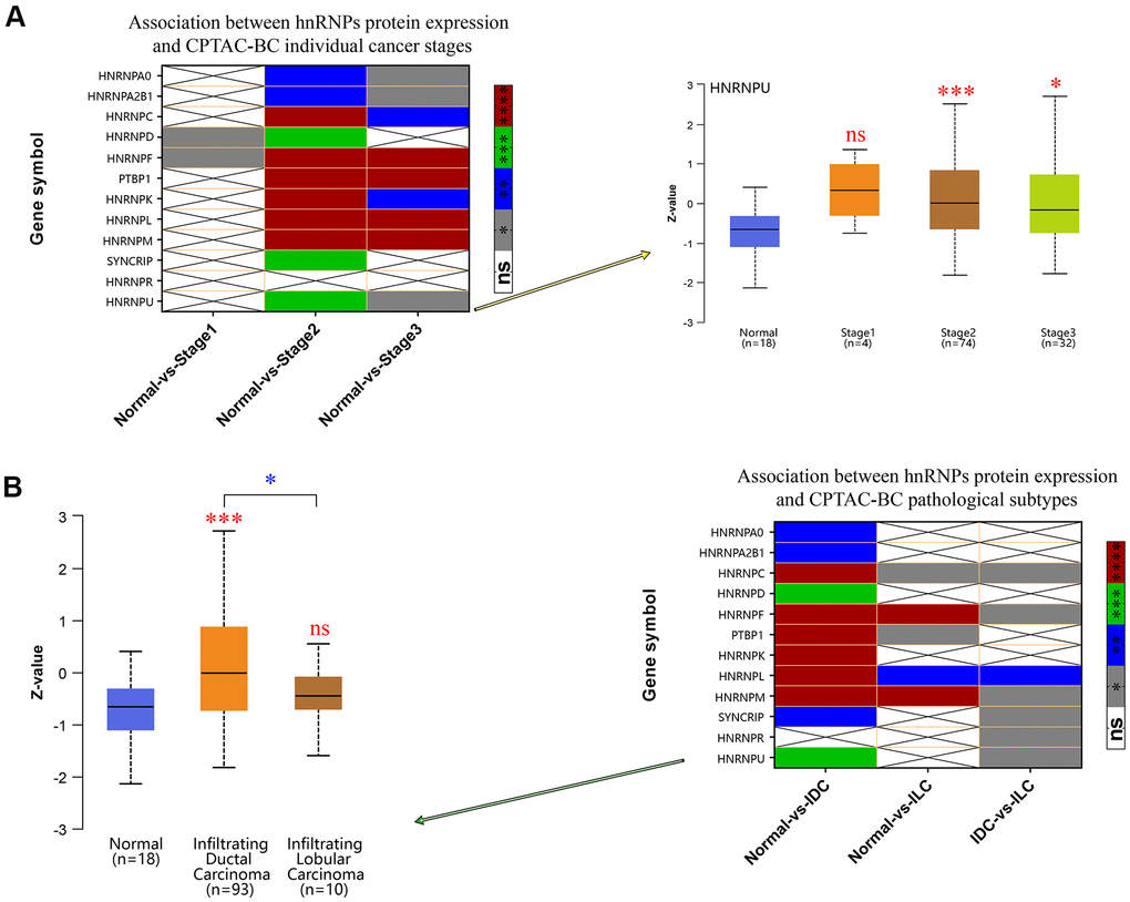 Correlation between hnRNP protein expression, tumor stage, and pathological subtypes. (A) Heat map displaying the correlation between hnRNP protein expression and tumor stage. The boxplot shows the association between HNRNPU protein expression and tumor stage. (B) Heat map displaying the correlation between hnRNP protein expression and tumor pathological subtypes. The boxplot shows the association between HNRNPU protein expression and tumor pathological subtypes. Gray represents *P P P P 