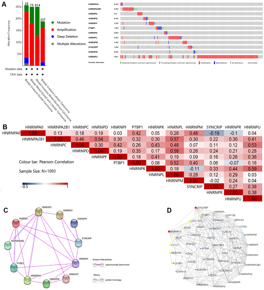 Genetic mutation, interaction, and coexpression analyses of hnRNPs in patients with BRCA. (A) Summary of the alteration frequencies of nodal metastasis-related hnRNPs in patients with TCGA-BRCA (Breast Invasive Carcinoma, TCGA). The number of patients for each BRCA subtype is indicated at the top of each column and each type of alteration, including deletions (blue), amplification (red), multiple alterations (gray), or mutations (green), is shown using the cBioPortal. (B) Correlation plot based on Spearman’s correlation test results to show the correlation of gene expression among the 12 hnRNP family members in BRCA. (C) PPI among hnRNPs was derived from STRING. The purple connection indicates the protein interaction determined by the experiment and the blue connection indicates that the proteins are homologous. (D) The 12 hnRNP family members and coexpressed gene networks were screened using Cytoscape. Red and yellow represent the top 10 hub genes.