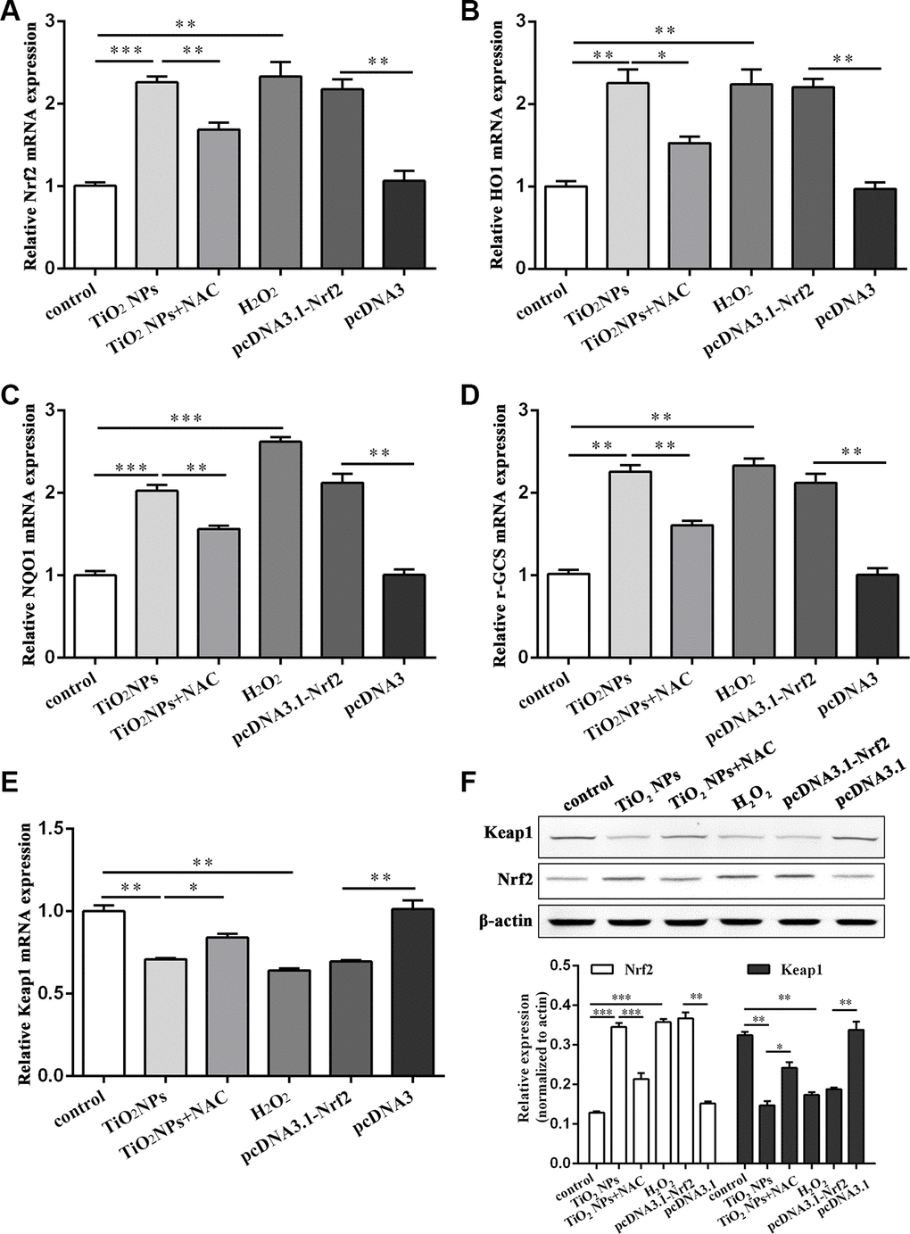 TiO2 NPs activated Nrf2/ARE signaling pathway in corneal endothelial cells. The mRNA level of Nrf2 (A), HO1 (B), NQO1 (C), γ-GCS (D), Keap1 (E) in primary corneal endothelial cells with indicated treatment. (F) Protein level of Keap1 and Nrf2 in primary corneal endothelial cells with indicated treatment. *P**P***P