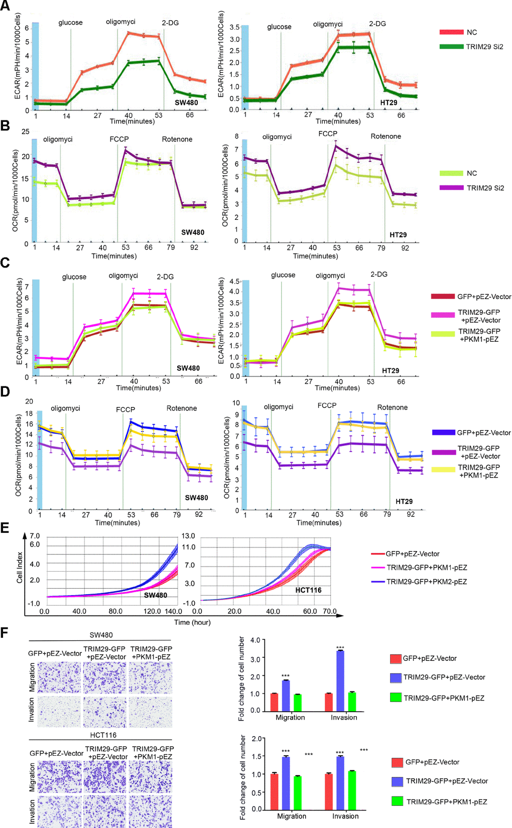 TRIM29 regulates glycolytic metabolism and the aggressive phenotype in CRC by regulating PKM1. (A, B) After transfection with NC or Si2 in SW480 and HT29 cell lines, (A) The extracellular acidification rate (ECAR) and (B) the oxygen consumption rate (OCR) of cells was measured. (C–F) Cells transfected with GV230 vector plus Ez-M98 vector, TRIM29 plasmid plus Ez-M98 vector, TRIM29 plasmid plus PKM1 plasmid. (C) The ECAR and (D) OCR of cells were measured. (E) Growth was determined using the RTCA-MP system. (F) Migration and invasion were measured using a transwell assay. The statistical analysis was performed using the two-tailed Student’s t-test. **P P 