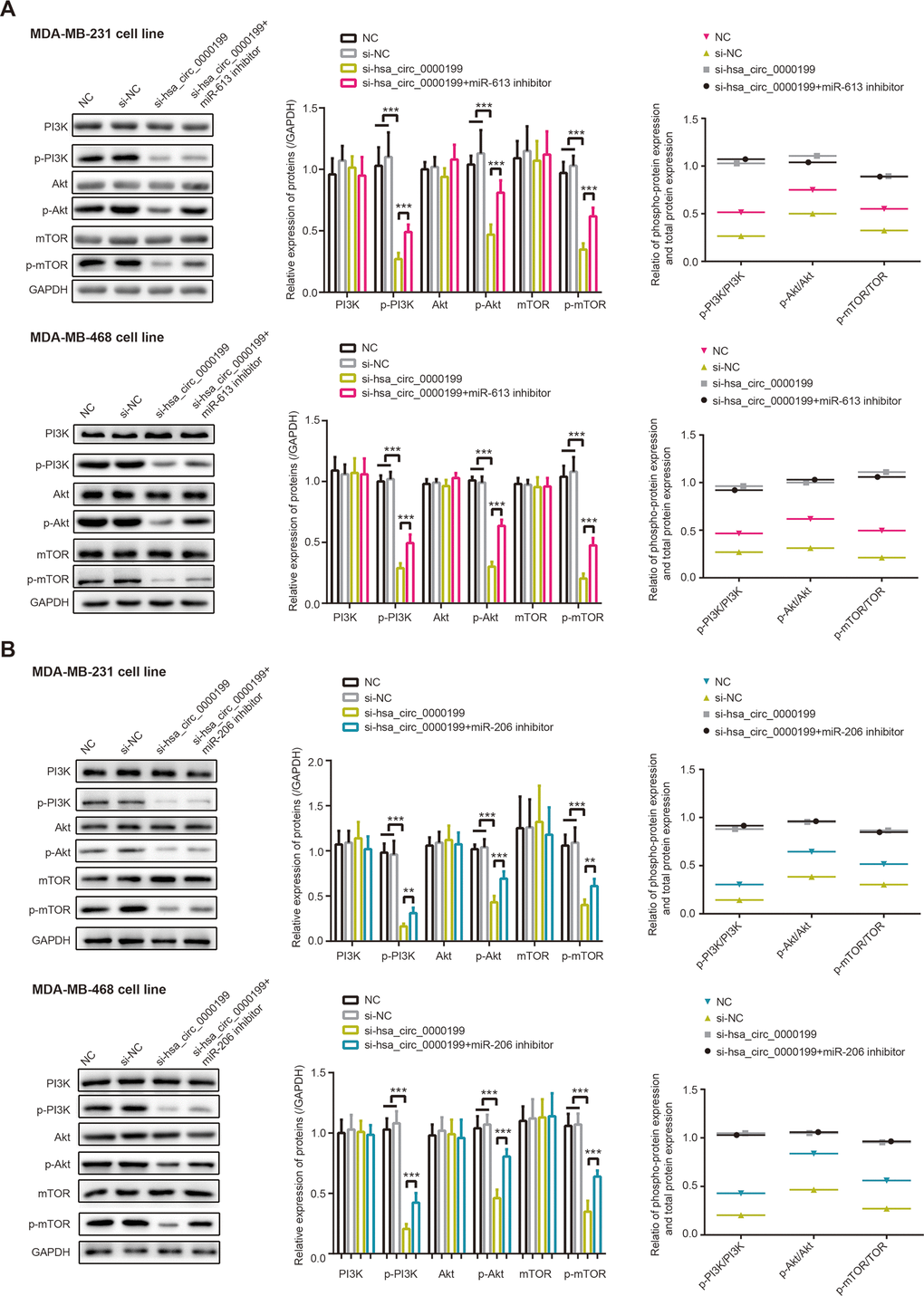 PI3K/AKT/mTOR signaling was modified by hsa