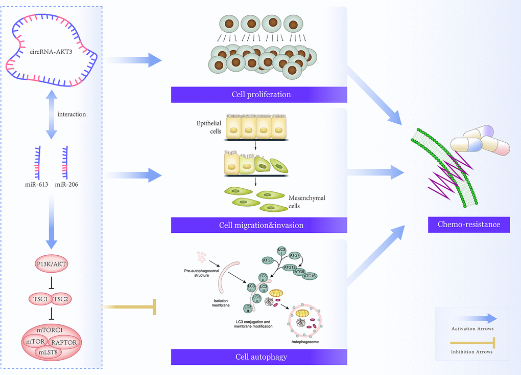 Mechanism map that elaborated on involvement of hsa