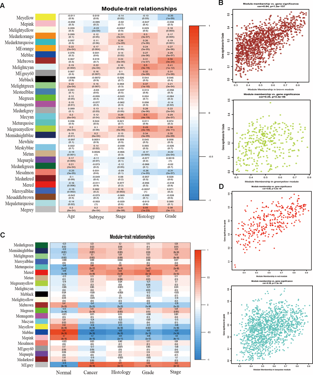 Correlation between module eigengenes and clinical traits. (A) Correlation between modules and traits of TCGA data. (B) Scatter plots of GS versus the MM in the brown and green-yellow modules of TCGA data. (C) Correlation between modules and traits of GSE17025 data. (D) Scatter plots of module eigengenes in turquoise and red modules of GSE17025.