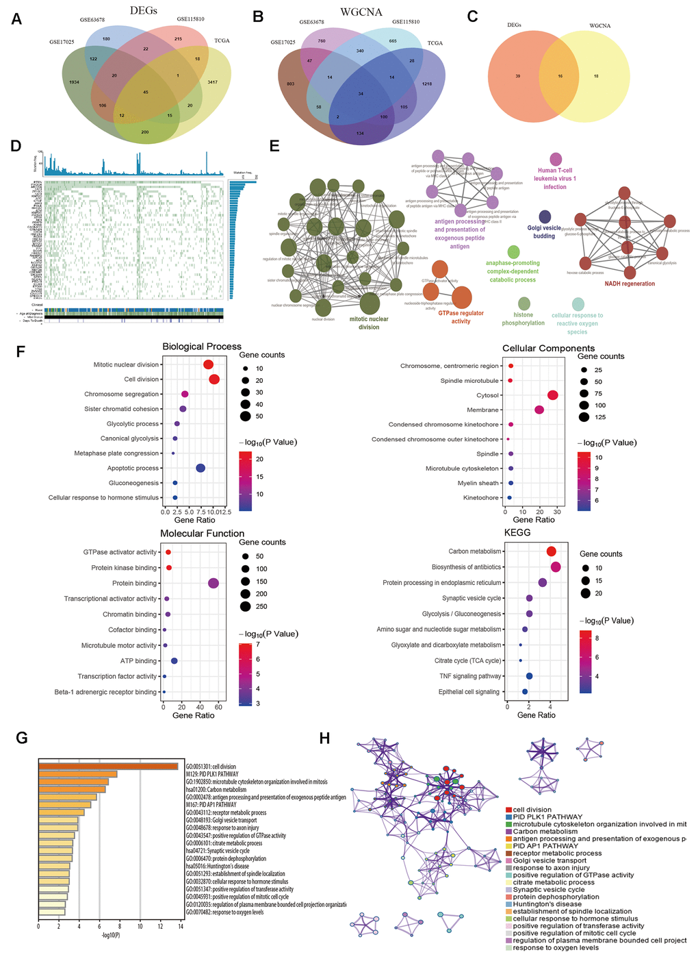 Identification of common hub genes and functional enrichment analysis. (A) Venn diagram shows the intersection genes of GSE17025, GSE63678, GSE115810 and TCGA-UCEC. (B) Essential genes were found among the selected modules through co-expression network. (C) The intersection common genes of essential genes and DEGs. (D) Top 50 somatic mutated genes in EC. (E) The functional annotation analysis of hub genes was performed by ClueGO and CluePedia. (F) Biological Process (BP) terms, Cellular Component (CC) terms, Molecular Function (MF) terms and KEGG analysis for genes. (G) Boxplot of enriched terms across input gene lists by Metascape, colored by P-values. (H) Network of enriched terms by Metascape.