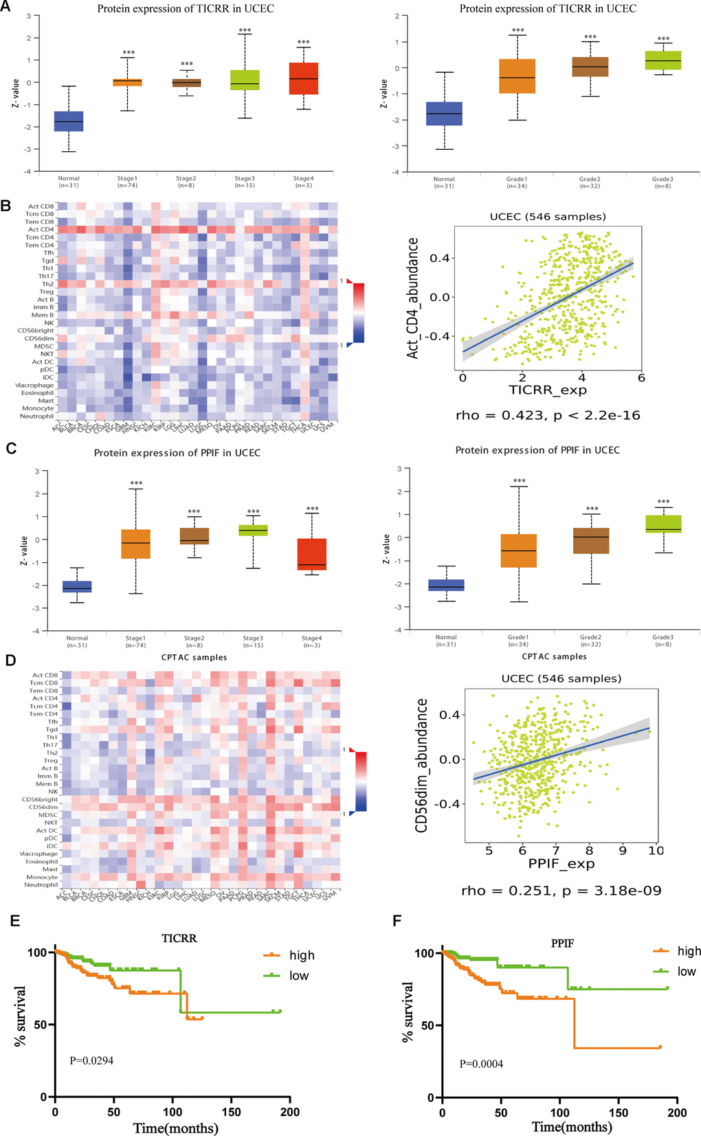 Further exploration of the expression of TICRR and PPIF. (A), Transcriptional expression of TICRR was significantly correlated with clinical stages and pathological grades of EC. ***pB) Analysis of the correlation between the expression of TICRR and infiltrating immune cells (C), Correlation between PPIF and clinical stages and grades, respectively. ***pD) Correlation between PPIF and immune cell populations. (E) Prognostic value of TICRR calculated by Kaplan-Meier analysis. (F) Overall survival analyzed using the Kaplan–Meier method with log-rank testing according to PPIF expression.