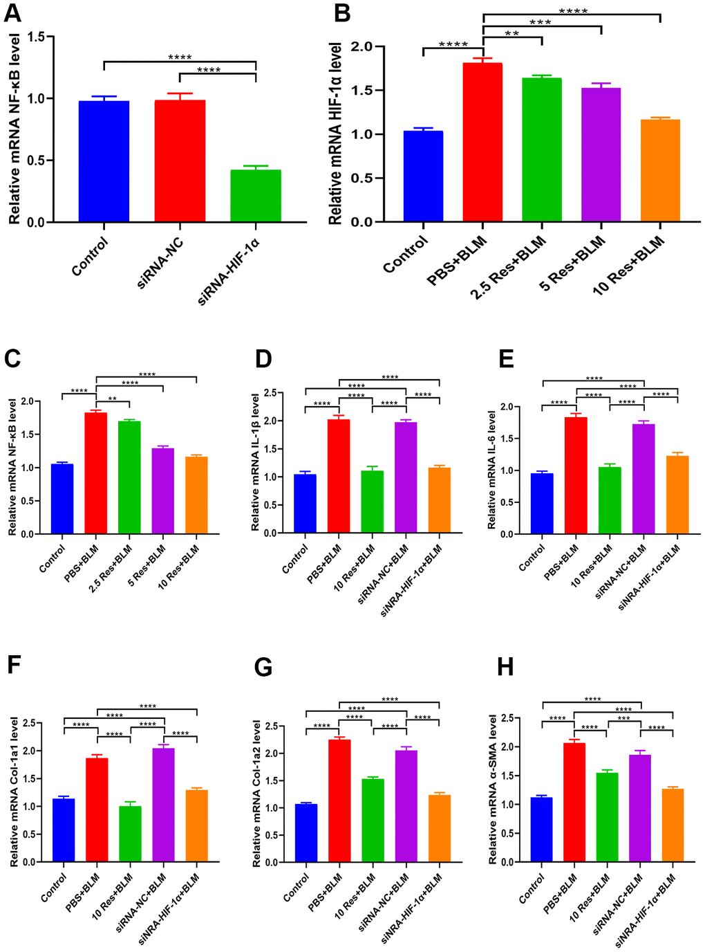 Resveratrol ameliorates bleomycin-induced pulmonary fibrosis by suppressing HIF-1α and NF-κB expression. (A) The expression of NF-κB in BEAS-2B cells with and without siRNA-HIF-1α transfection was measured by qRT-PCR. (B, C) The expression of HIF-1α and NF-κB in BEAS-2B cells following different treatments was measured by qRT-PCR. (D, E) The expression of inflammatory cytokines in different groups was measured by qRT-PCR. (F–H) The expression of fibrotic genes in different groups was measured by qRT-PCR.