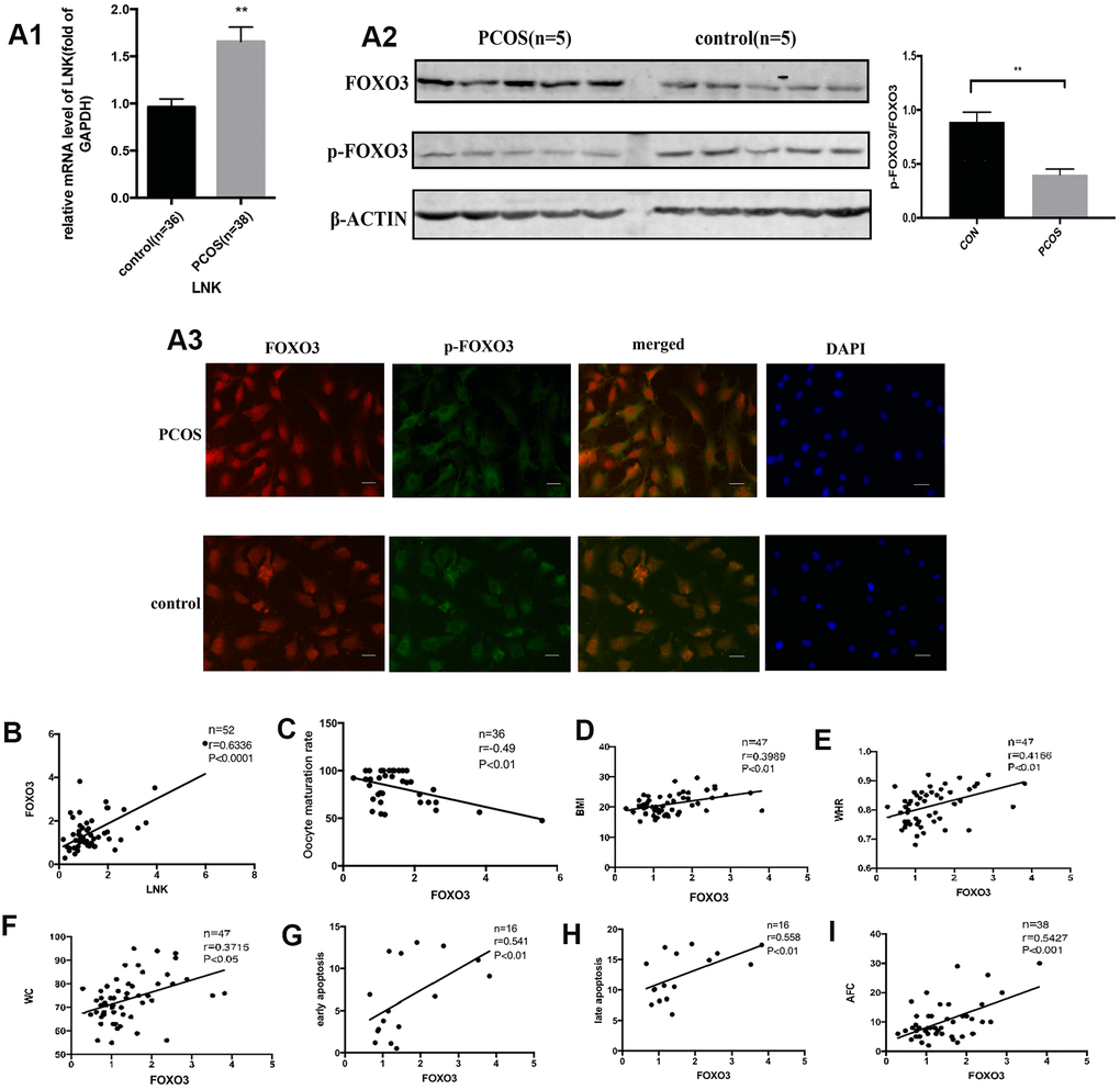 The expression of FOXO3 in granulosa cells from PCOS and control group, and the relationship between FOXO3 and LNK, apoptosis, IR parameters, and oocyte maturation rate. (A1) RT-PCR results showed a higher mRNA level of FOXO3 in granulosa cells in PCOS group compared with control group. Results are mean±SEM. (A2) Western blot analysis showed that p-FOXO3/FOXO3 level was decreased in PCOS patients compared with control group. Results are mean±SD.*pp A3) Immunofluorescence staining of granulosa cells showed that in PCOS group, FOXO3 expression was increased in the nucleus compared with control group. Scale bar, 20μm. (B) Pearson correlation analysis showed a positive correlation between LNK (relative mRNA level, fold of GAPDH) and FOXO3 (relative mRNA level, fold of GAPDH). (C) Pearson correlation analysis showed a negative correlation between oocyte maturation rate(%) and FOXO3 (relative mRNA level, fold of GAPDH). (D–F) Pearson correlation analysis showed a positive correlation between FOXO3 (relative mRNA level, fold of GAPDH) and clinical insulin resistance parameters. (G, H) Pearson correlation analysis showed a positive correlation between FOXO3 (relative mRNA level, fold of GAPDH) and apoptosis. (I) Pearson correlation analysis showed a positive correlation between FOXO3 (relative mRNA level, fold of GAPDH) and antral follicle counts.