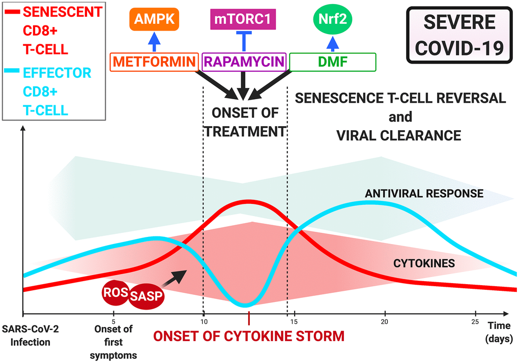 Immunometabolism-Mediated therapies targeting T-cell dysfunction in COVID-19. Onset of cytokine storm as treatment opportunity via rapamycin, metformin, and dimethyl fumarate. Inhibition of mTOR by rapamycin, AMPK by metformin and Nrf2 activation by dimethyl fumarate may restore CD8+ T-cell functionality and improve antiviral response and patient outcome.