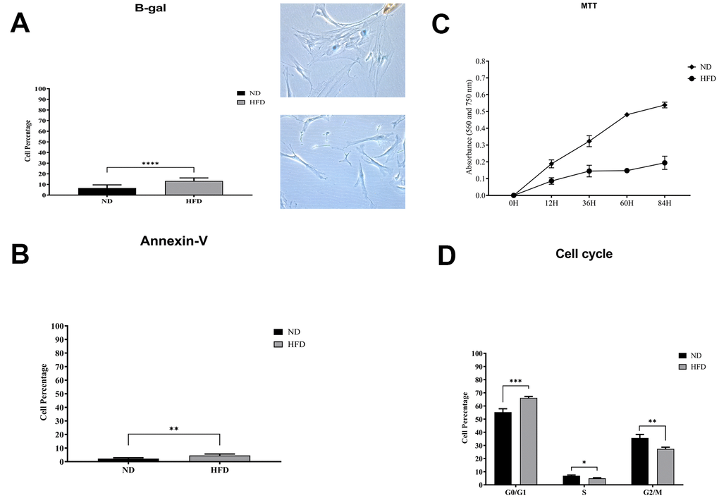 Biological assays in HFD- and ND-MSCs. (A) The histogram shows the mean percentage value of senescent cells, determined by beta-galactosidase assay. Data are expressed with SD (n = 5) ****pB) The histogram shows the mean percentage of annexin V-positive cells. Data are expressed with standard deviation (n = 5) **pC) Cell proliferation was evaluated by MTT colorimetric assay. The graph shows data coming from HFD and ND samples. (D) Representative cell cycle analysis of MSCs harvested from HFD- and ND-treated mice. Data are expressed with SD (n = 5) *ppp