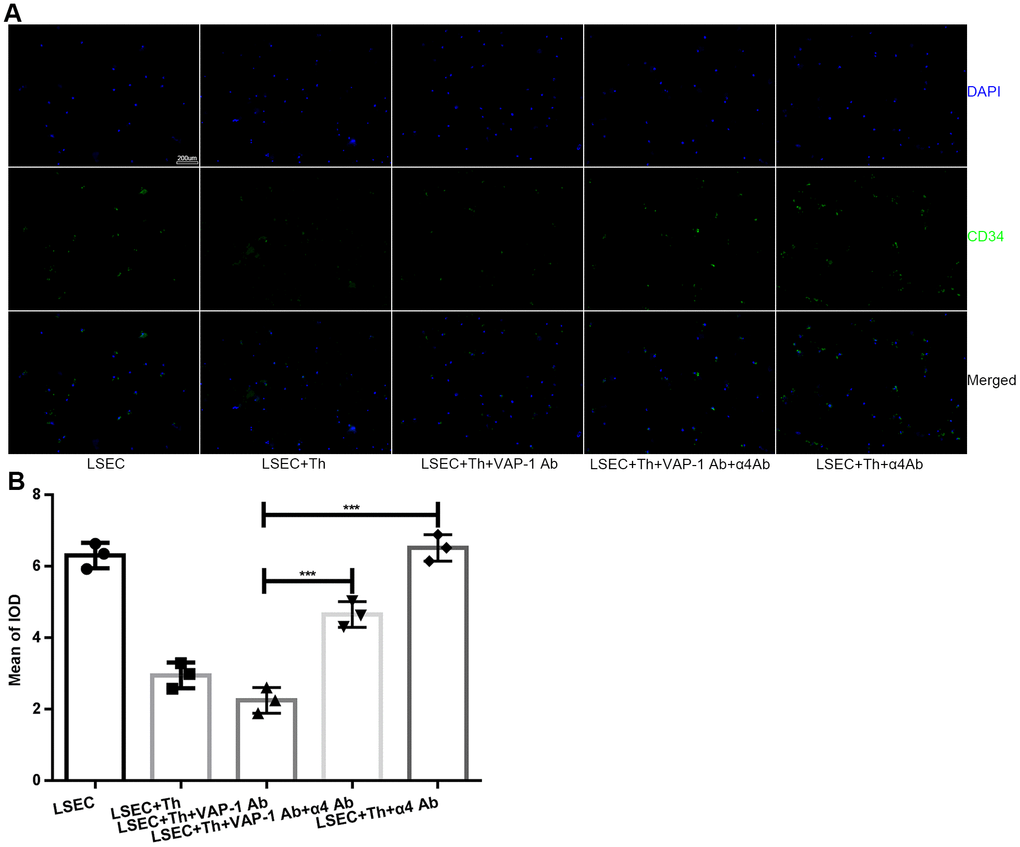 Expression of CD34 on LSECs in each group after in vitro coculture for 3 h. (A) Immunofluorescence staining for CD34 expression on LSECs (original magnification 100×). Anti-CD34 antibodies were labeled with Alexa Fluor 488 (green), and cell nuclei were labeled with DAPI (blue). (B) Quantification of CD34 expression of each group in (A). ***p 