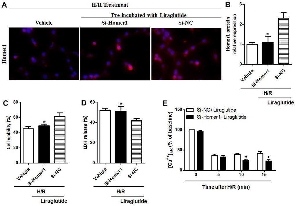 Effect of Homer1 knock out on liraglutide-induced cardiomyocyte protection. H9C2 cell were transfected with si-Homer1, si-NC or vehicle for 72 h before H/R treatment, and the expression of Homer1 was examined by immunofluorescence staining (A, B). The cell viability (C) and LDH release (D) were assayed 24 h later, and the Ca2+ concentration in ER ([Ca2+]ER) was measured at 5, 10 and 15 min after si-Homer1 and si-NC (E).