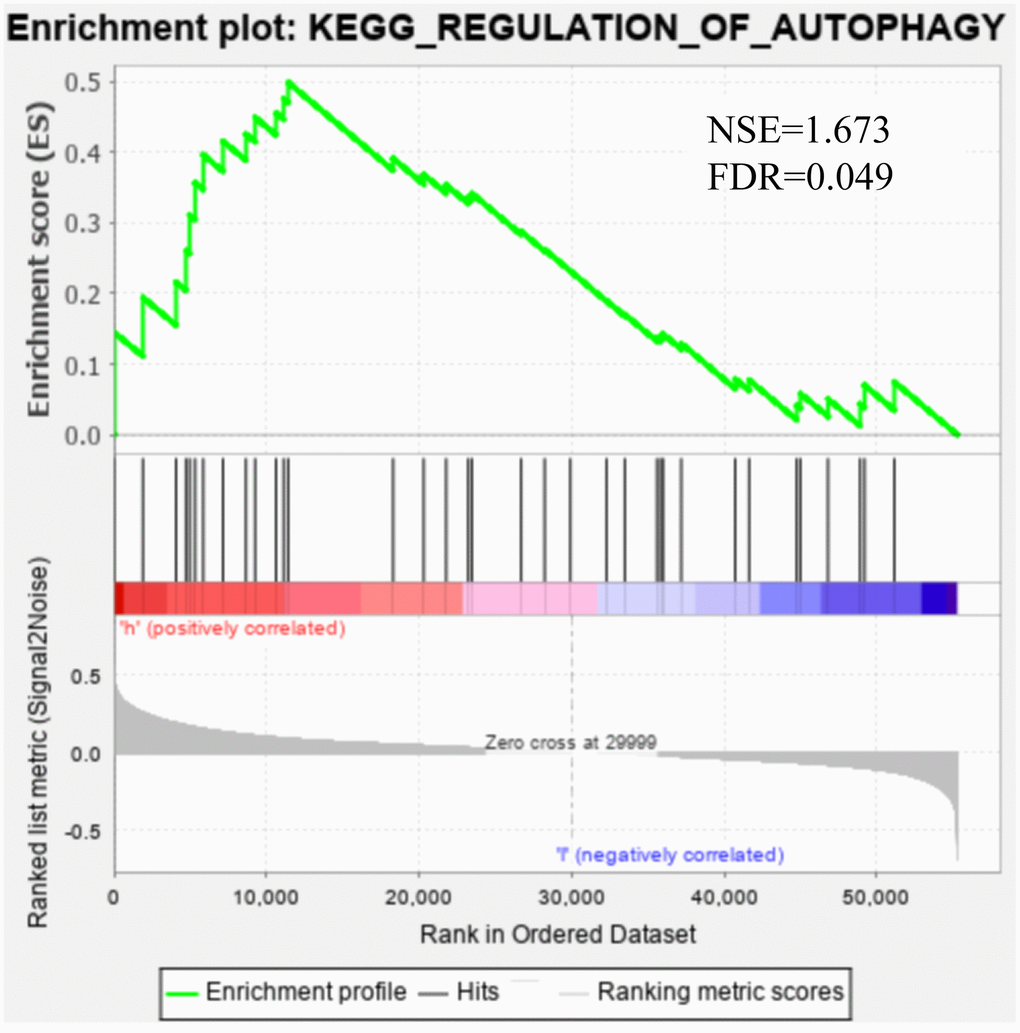 Gene set enrichment analysis showed that the autophagy pathway was enriched in the high-risk group.