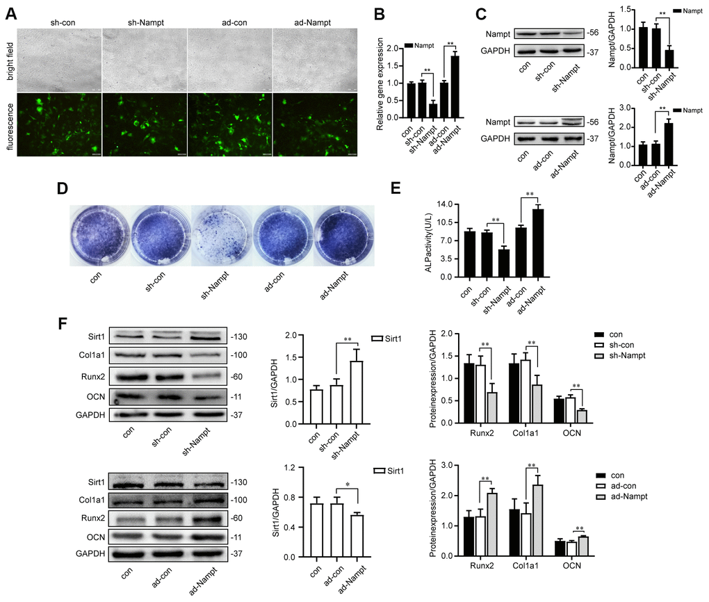 Nampt promoted osteogenic differentiation. (A) MC3T3-E1 cells were transfected with adenoviruses. GFP marker genes were detected 48 h after transfection under both bright field and fluorescence microscopy (100×). (B) Real-time PCR analysis showing Nampt gene expression normalized to β-actin and (C) Western blot results showing the protein expression of Nampt 3 days after the transfection. On the 7th d of culture in OBM, (D) ALP staining and (E) Measurement of ALP activity showing that ALP was decreased in sh-Nampt cells and increased in ad-Nampt cells. (F) Western blot results showing the protein expression of Sirt1, Runx2, Col1a1 and OCN. Con (control) cells were not transfected; sh-con and ad-con (negative control) cells were transfected with nontargeting control viruses; sh-Nampt cells were transfected with Nampt knockdown shRNA; ad-Nampt cells were transfected with vector over expressing Nampt. The data are expressed as the mean ± SD. *, pp