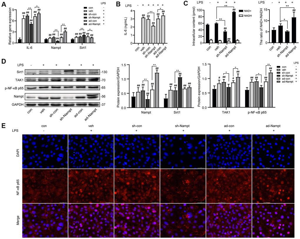 Nampt promoted LPS-induced inflammation in MC3T3-E1 cells. After treatment for 3 days, (A) Real-time PCR analysis showing the mRNA expression of IL-6, Nampt and Sirt1 normalized to β-actin. (B) ELISA result showing the IL-6 levels. (C) NAD+/NADH analysis showing intracellular content of NAD+ and NADH, and their ratio. (D) Western blot analysis showing the protein expression of Nampt, Sirt1, TAK1 and p-NF-κB p65. (E) The nuclear translocation of NF-κB p65 was measured by fluorescence immunocytochemistry (200×). Red, NF-κB p65; blue, DAPI. The data are expressed as the mean ± SD. *, pppp