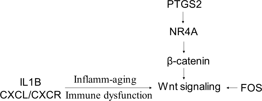 A schematic model showing that the DEGs in the older melanoma patients by recurrence status converge at the Wnt signaling pathway.