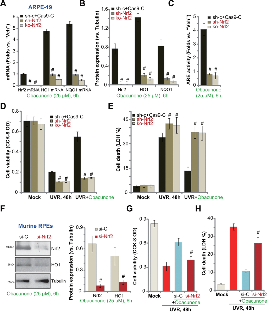 Obacunone-induced RPE cytoprotection against UVR is abolished with Nrf2 silencing or knockout. Stable ARPE-19 cells with Nrf2 shRNA (“sh-Nrf2”) or the CRISPR/Cas9-Nrf2-KO construct (“ko-Nrf2”), as well as the control cells (“sh-c+Cas9-C”), were treated with obacunone (25 μM), cells were further cultured for 6h, expression of listed genes was shown (A, B), with ARE activity tested (C). Alternatively, cells were pretreated with obacunone (25 μM) for 1h, followed by UVR and cultured for another 48h, cell viability and death were tested by CCK-8 (D) and medium LDH release (E) assays, respectively. The primary murine RPE cells were transfected with Nrf2 siRNA (“si-Nrf2”, 500 nM) or the scramble control siRNA (“si-C”, 500 nM), after 48h cells were treated with obacunone (25 μM) for another 6h, expression of listed proteins was shown (F). The murine RPE cells were pre-treated with obacunone (25 μM) for 1h, followed by UVR for another 48h, cell viability (G) and death (H) were tested. Expression of listed proteins was quantified, normalized to the loading control, and expressed as mean ± SD (n=5) (B, F). Data were presented as mean ± SD (n=5). #p vs. “sh-c+Cas9-C” cells (B–E). #p vs. “si-C” cells (G, H). Experiments were repeated three times, with similar results obtained.