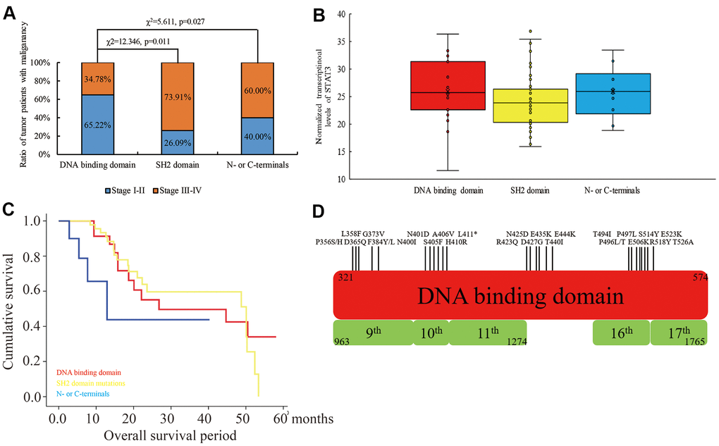 The relationship between mutations in different domains of STAT3 and tumor stages, STAT3 mRNA levels and overall survival times of cancer patients belonging to 32 different human cancers in the TCGA database. (A) The ratio of human cancer patients with early (stages I-II; blue) and advanced (stages III-IV; orange) stage cancers in the TCGA database grouped according to the mutations in the DNA-binding domain, SH2 domain and N- or C-terminal regions of the STAT3 gene. χ2 analysis was used to evaluate differences between the groups. (B) The levels of STAT3 transcripts in human cancers with mutations in different regions of STAT3. (C) Kaplan-Meier survival curve analysis shows overall survival of cancer patients from the TCGA database with mutations in the DNA-binding domain (red), SH2 domain (yellow), and N- or C-terminals (blue) of STAT3. (D) The overview of the mutational landscape in the DNA-binding domain of the STAT3 gene.