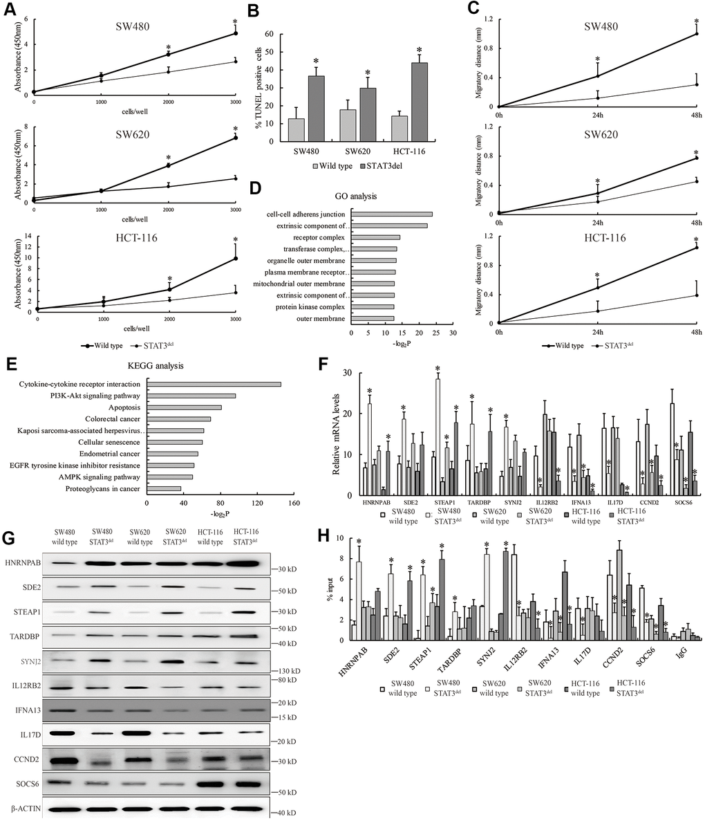 STAT3del reduces in vitro growth, survival and migration of colon cancer cells. (A) CCK8 assay results show the proliferation rate of SW480, SW620 and HCT-116 cells with wild type STAT3 or STAT3del. (B) TUNEL assay results show the apoptotic rate of SW480, SW620 and HCT-116 cells with wild type STAT3 or STAT3del. (C) Wound healing assay results show the migration rate of SW480, SW620 and HCT-116 cells with wild type STAT3 or STAT3del. * denotes p D, E) The top ten enriched GO terms related to biological process (D) and KEGG signaling pathways (E) based on the genes associated with differential peaks. (F) The mRNA and (G) protein levels of several genes with differential STAT3 binding ability in SW480 cells with wild type STAT3 or STAT3del. (H) STAT3 occupancy in genes with differential STAT3 binding ability in the SW480, SW620 and HCT116 cells with wild type STAT3 or STAT3del. * denotes p 