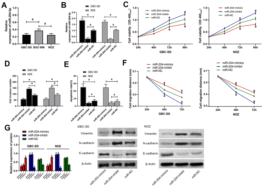 Effects of miR-204 on biological functions of gallbladder carcinoma cells. (A) Expression of miR-204 in GBC-SD, SGC-996, and NOZ cells; (B) Expression of miR-204 in GBC-SD and NOZ cells after transfection with miR-204-mimics, miR-204-inhibit and miR-NC, respectively; (C) Proliferation of GBC-SD and NOZ cells after miR transfection, as detected by CCK-8 assay; (D) Membrane penetration of GBC-SD and NOZ cells after miR transfection by transwell assay; (E) Apoptosis rate of GBC-SD and NOZ cells after transfection by flow cytometry; (F) Migration of GBC-SD and NOZ cells after transfection by cell scratch assay; (G) Expression of Vimentin, N-cadherin and E-cadherin in GBC-SD and NOZ cells by western blot. a indicates in comparison with the miR-NC group, p