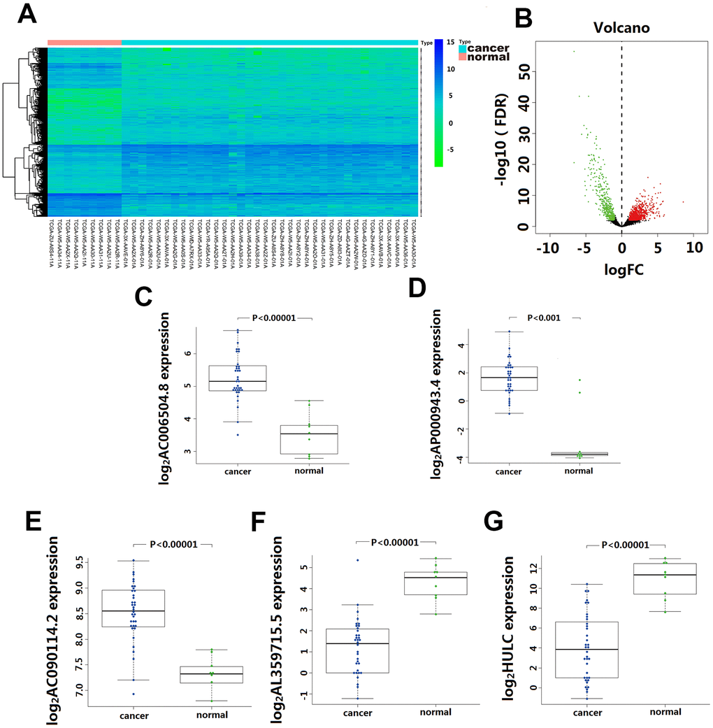 Differentially expressed lncRNA(DElncRNA) between Cholangiocarcinoma and normal tissues. (A) 1192 DElncRNA were detected based on an unsupervised hierarchical clustering heatmap. 744 DElncRNA expression increased, and 448 DElncRNA expression decreased. The indication from green to red represents the expression level from low to high. (B) Volcano plot depicts 1192 DElncRNA (green and red dots) between Cholangiocarcinoma and normal tissues. The X-axis represents log10 fold change; Y-axis represents -log10 of the p-value for each lncRNA. LncRNA with fold change >1 or C–G) The differentially expressed level of five-lncRNA in 36 CCA tissue and 9 para-carcinoma normal tissue.