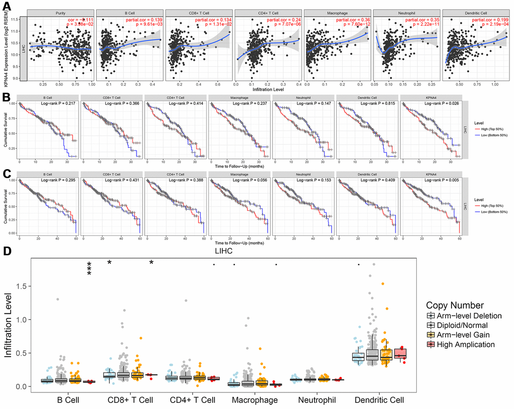 Correlation between KPNA4 expression and immune infiltration in HCC. (A) The correlation between KPNA4 expression and immune infiltrations in HCC. (B, C) 3-year and 5-year survival analysis of immune infiltrations and KPNA4 expression in HCC patients. (D) Somatic copy number alterations analysis of infiltrated immune cells in HCC.