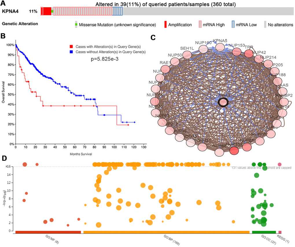 Genetic mutations of KPNA4 and its associations with OS in HCC patients (cBioPortal). (A) Oncoprint of KPNA4 alterations in HCC. The overview of genomic alterations showed that the mutation rate of KPNA4 was 11%. (B) Alterations in KPNA4 poorly affect the prognosis of HCC patients. (C) Network view of KPNA4 and its altered neighboring genes in HCC. (D) GO functional enrichment and KEGG pathway analyses of KPNA4 and its frequently altered neighboring genes.