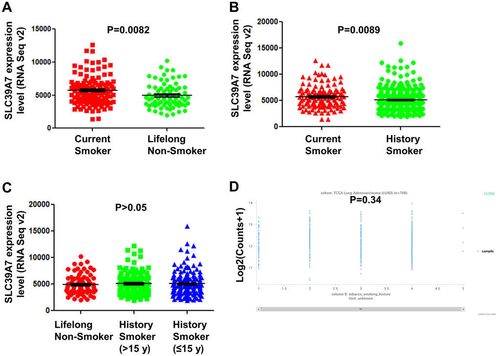SLC39A7 expression in lung adenocarcinoma was associated with smoking statues. TCGA-LUAD dataset was downloaded and analyzed. (A) Expression of SLC39A7 in current smokers or lifelong non-smokers. (B) Expression of SLC39A7 in current smokers or history smokers. (C) Expression of SLC39A7 between lifelong non-smokers, history smokers (>15 y) and history smokers (≤15 y). (D) SLC39A7 expression based on smoking duration time (y) analyzed by using UCSC databases. SLC39A, solute carrier family 39.
