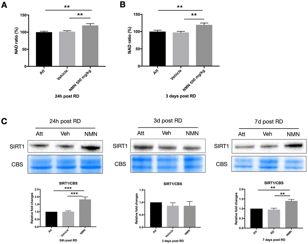 Increased NAD+ and SIRT1 levels after retinal detachment (RD) with NMN supplementation. Significant increase of NAD+ levels in the NMN-treated detached retinas compared to the vehicle and the attached retinas at 24h (A) and three days (B) after RD. NAD+ levels in vehicle-treated detached retinas were not lower compared to untreated controls. N = 8 to 11 eyes per group. (C) Upregulation of SIRT1 protein levels in NMN-treated retinas seen at 24h and 7 days post RD. SIRT1 levels were comparable among groups at three days post RD. N = 3 to 7 eyes per group. Statistical significance was analyzed with one-way ANOVA followed by Tukey-Kramer adjustments. *p